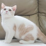 英國短毛貓 英短 British Shorthair